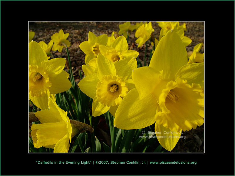Daffodils in the Evening Light, by Stephen Conklin, Jr. - www.pisceandelusions.org