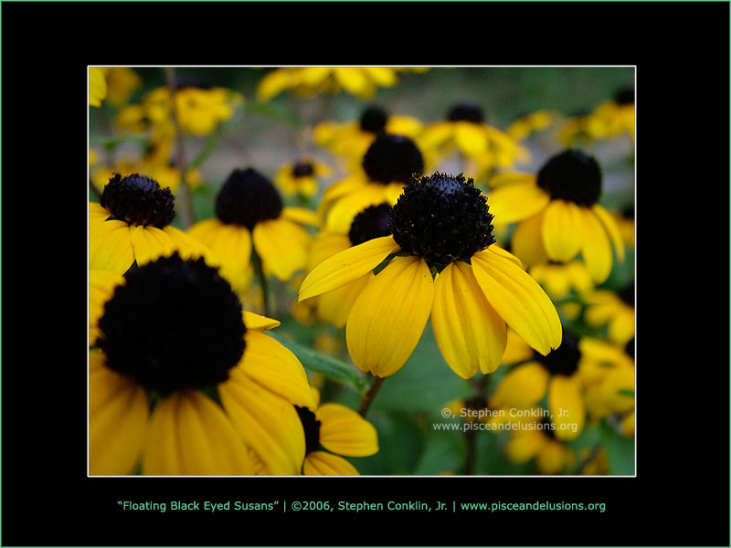 Floating Black Eyed Susans, by Stephen Conklin, Jr. - www.pisceandelusions.org