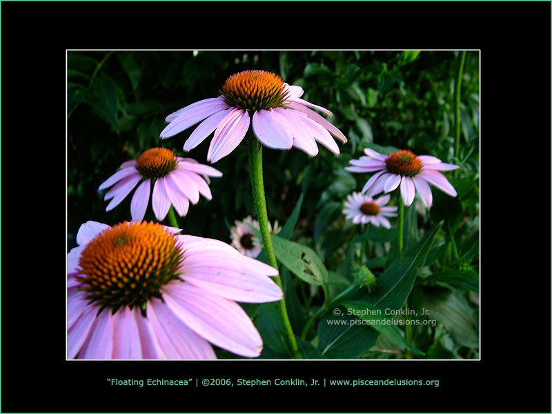 Floating Echinacea, by Stephen Conklin, Jr. - www.pisceandelusions.org