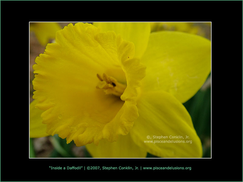 Inside a Daffodil, by Stephen Conklin, Jr. - www.pisceandelusions.org