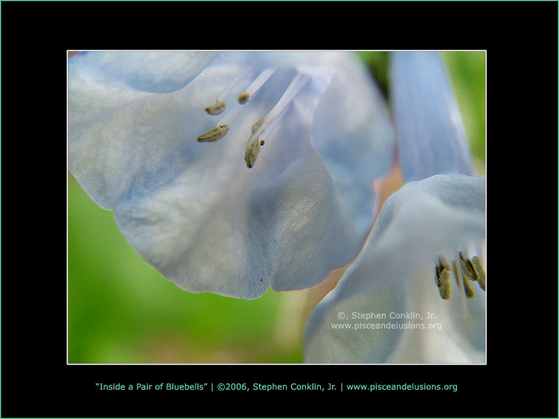 Inside a Pair of Virginia Bluebells