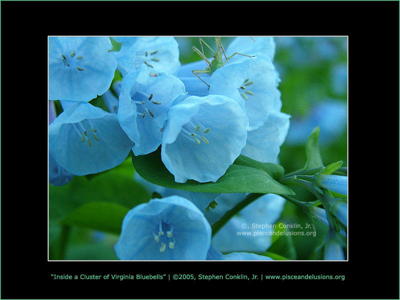 Inside a Cluster of Virginia Bluebells, by Stephen Conklin, Jr. - www.pisceandelusions.org