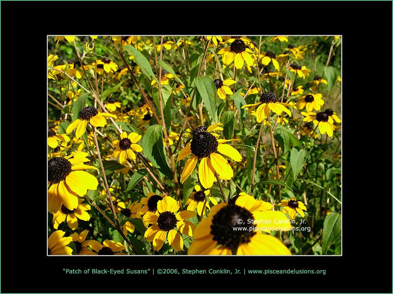 Patch of Black-Eyed Susans, by Stephen Conklin, Jr. - www.pisceandelusions.org