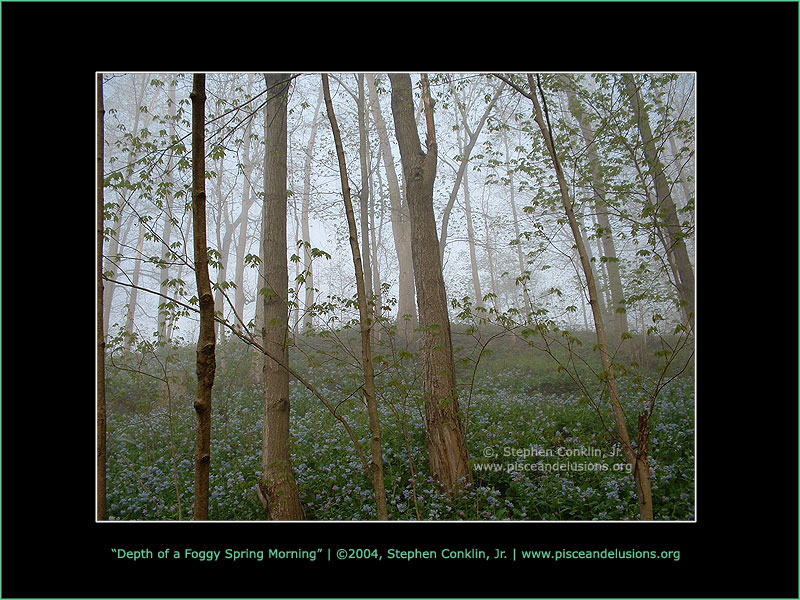 Depth of a Foggy Spring Morning, by Stephen Conklin, Jr. - www.pisceandelusions.org