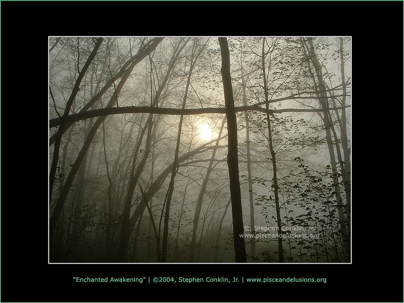 Enchanted Awakening, Lewisberry, PA - Misty Morning in the Woods