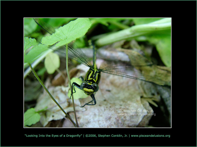 Looking Into the Eyes of a Dragonfly, by Stephen Conklin, Jr - www.pisceandelusions.org