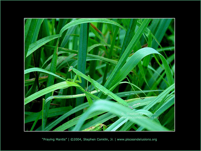 Praying Mantis, by Stephen Conklin, Jr. - www.pisceandelusions.org