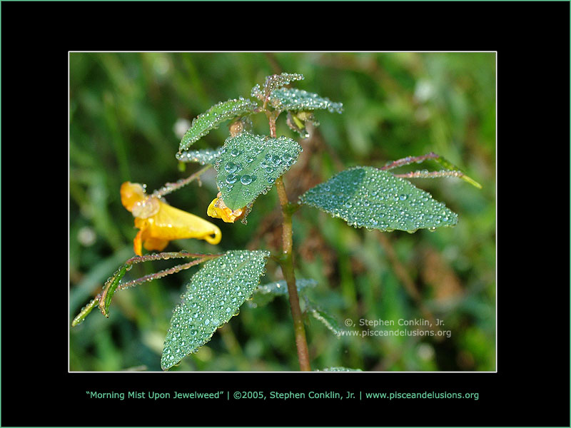 Morning Mist Upon Jewelweed, by Stephen Conklin, Jr. - www.pisceandelusions.org