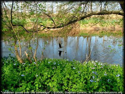 Canadian Goose Along the Conewago | ©2006, Stephen Conklin, Jr. | www.pisceandelusions.org