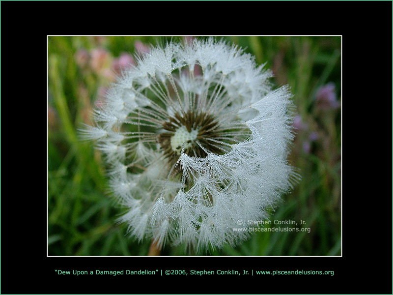 Dew Upon a Damaged Dandelion, by Stephen Conklin, Jr. - www.pisceandelusions.org