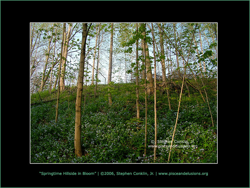 Springtime Hillside in Bloom, by Stephen Conklin, Jr. - www.pisceandelusions.org