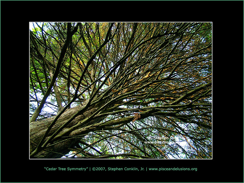 Cedar Tree Symmetry, by Stephen Conklin, Jr. - www.pisceandelusions.org