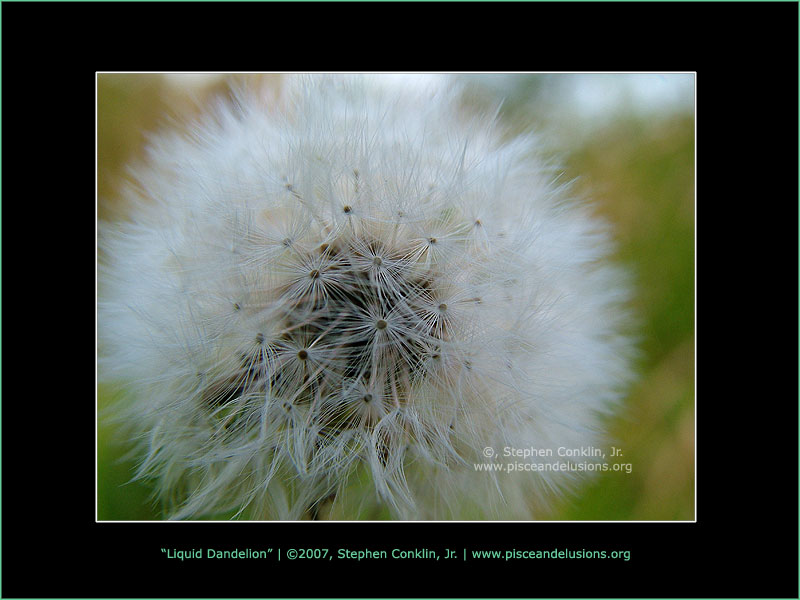 Liquid Dandelion, by Stephen Conklin, Jr - www.pisceandelusions.org