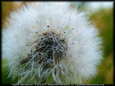 Liquid Dandelion, by Stephen Conklin, Jr., pisceandelusions.org