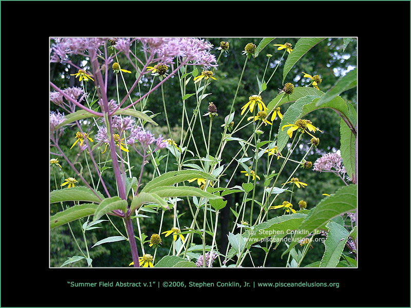 Summer Field Abstract, by Stephen Conklin, Jr. - www.pisceandelusions.org