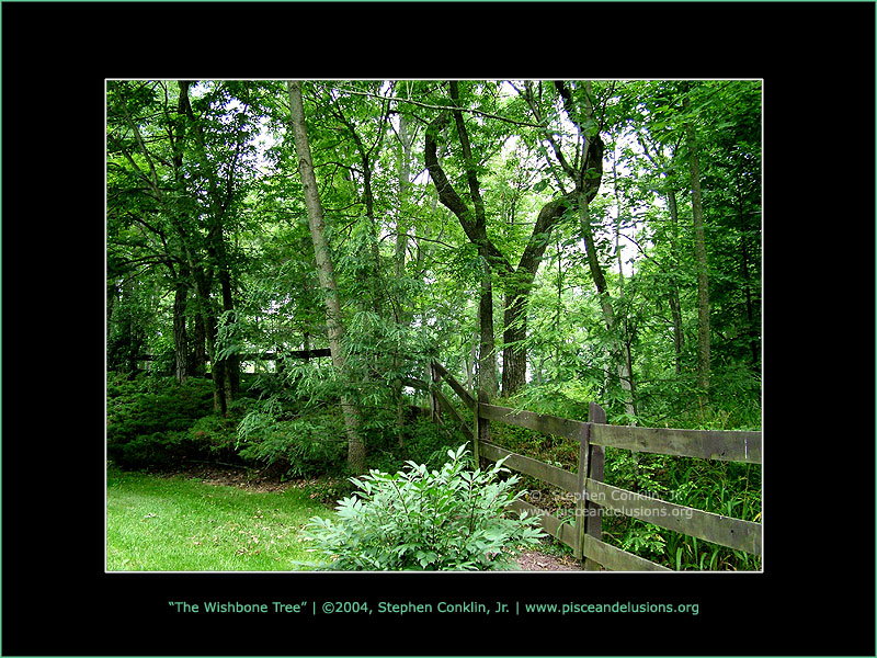 The Wishbone Tree, by Stephen Conklin, Jr. - www.pisceandelusions.org