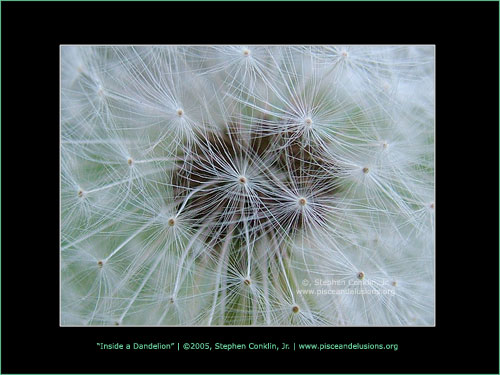 Inside a Dandelion, by Stephen Conklin, Jr. - www.pisceandelusions.org