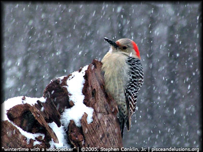 Winter With a Woodpecker, by Stephen Conklin, Jr. - pisceandelusions.org
