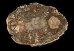 petrified wood